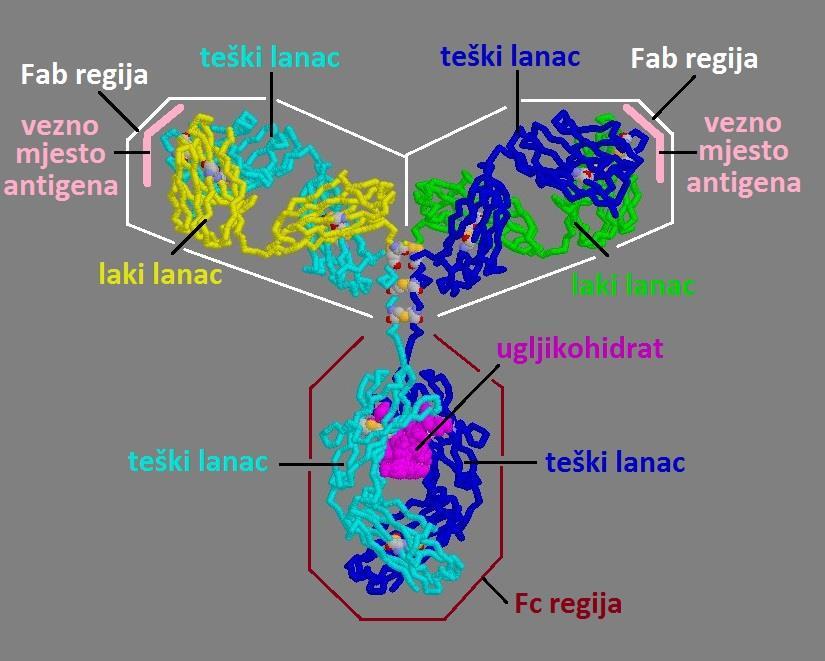 Primjer trodimenzionalne strukture molekule imunoglobulina: molekula IgG - lanci, regije i vezna mjesta