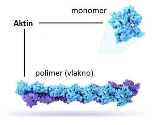 Aktin