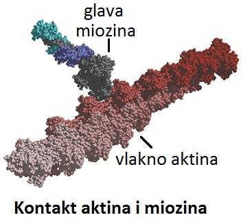 (stanice koja