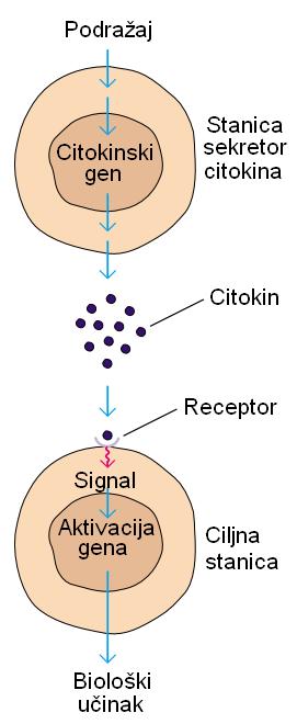 Funkcija citokina Načini
