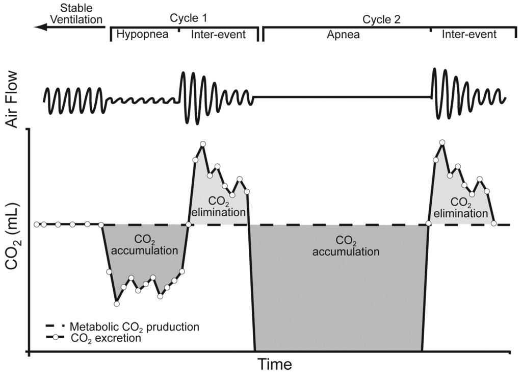 CO2 homeostasis during periodic breathing in