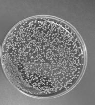 biopsies) Tissue Sonicate