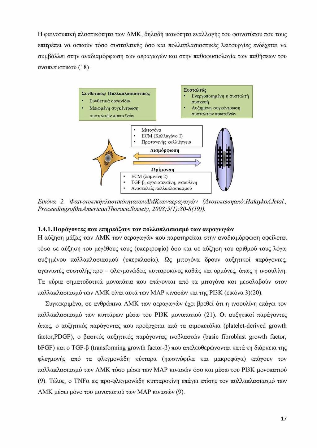 Η φαινοτυπική πλαστικότητα των ΛΜΚ, δηλαδή ικανότητα εναλλαγής του φαινοτύπου που τους επιτρέπει να ασκούν τόσο συσταλτικές όσο και πολλαπλασιαστικές λειτουργίες ενδέχεται να συμβάλλει στην