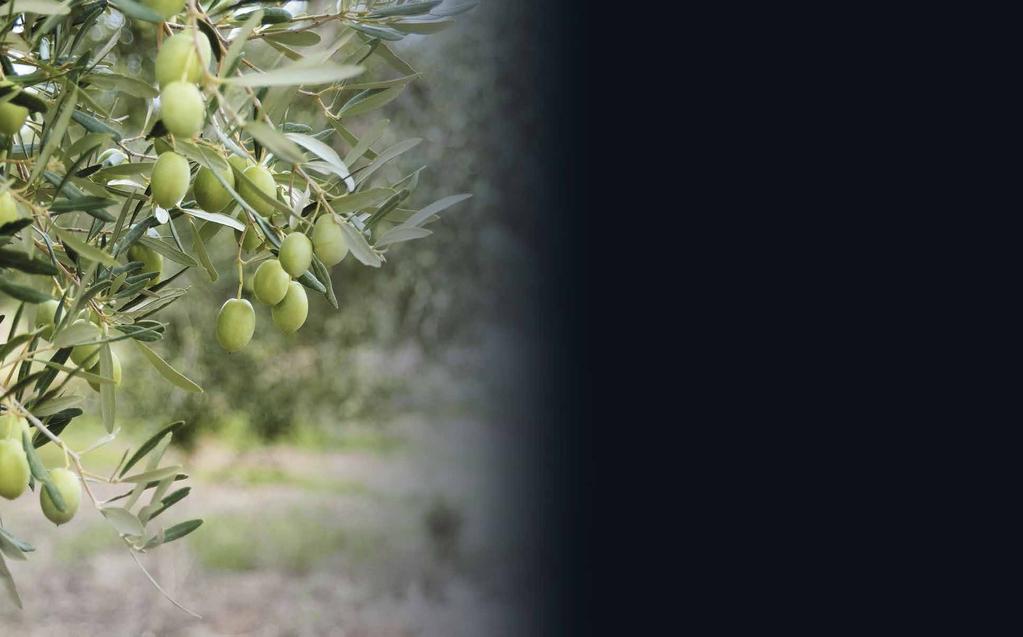 THE LAND Our homeland, Amfissa, is an endless, beautiful olive grove in Central Greece.