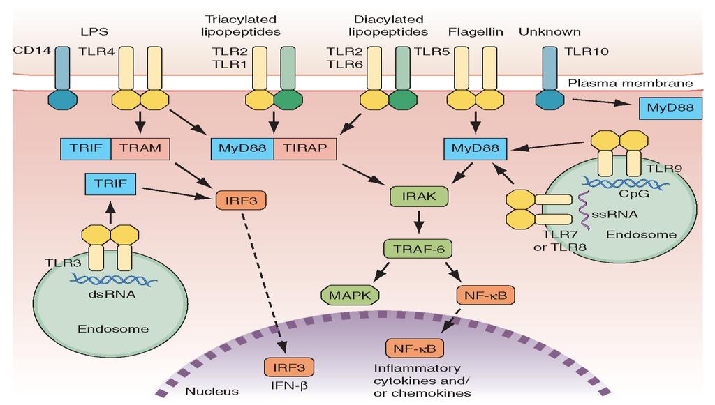 док TLR9 препознаје ДНК (неметиловане CpG мотиве) из бактерија, вируса и паразита (27).