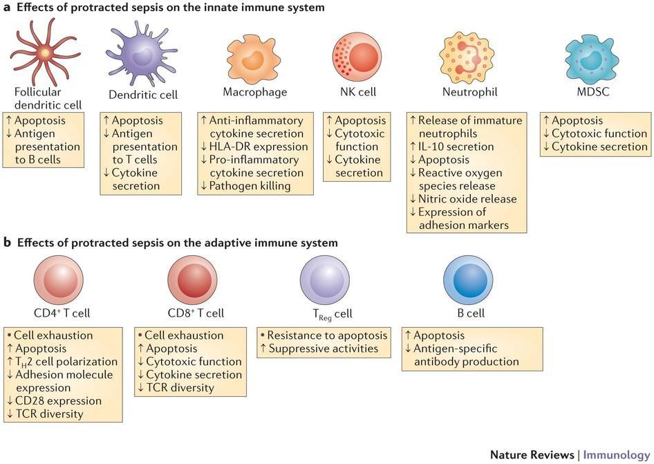 СЛИКА 13 Ефекти сепсе на функцију ћелија урођене и стечене имуности Такође, и нервни механизми могу инхибирати инфламацију (тзв. неуроинфламаторни рефлекс) (74).