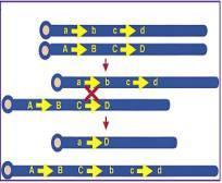 На схеми испод приказана је интерхромозомска рекомбинација са делецијом једног и дуликацијом другог хромозома и инверзија са рекомбинованим инвертујућим сегментима присутних унутар једног хромозома.
