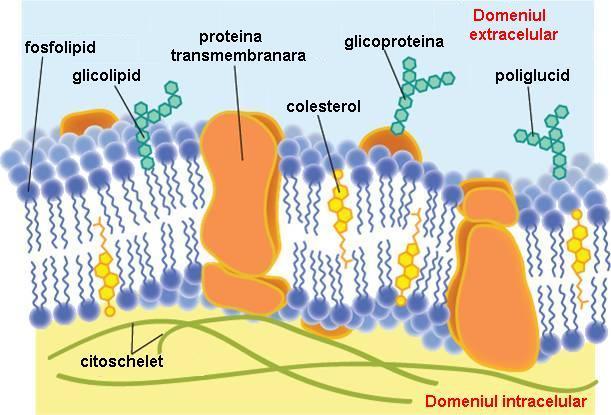 Invelisul celular Glicocalix- invelisul dulce al celulei (suprafata externa a invelisului celular, alcatuita din componentele glucidice ale macromoleculelor membranare, expuse pe suprafata externa a