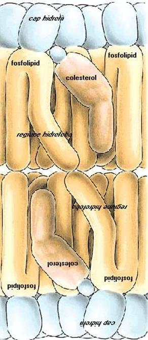 apoase Structuri lipidice