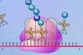 Gena structurala Gena ARNr Gena ARNt Gena structurala Transcripţie Processing ARNm ARNr ARNt ARNm Insulina Miozina!!! Toate tipurile de ARN sunt transcrise de pe ADN!