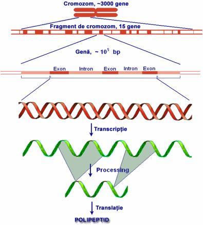 25 Particularităţile ADN uman ADN mitocondrial Are o lungime de 16,6 kb Este inelar Numărul moleculelor este variabil (2-10) Conţine