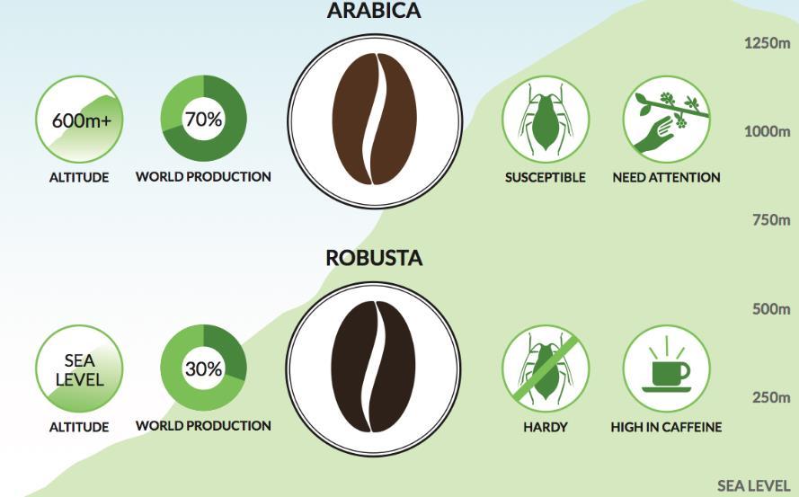 Εικόνα 5.3: Κύριες διαφορές μεταξύ των ποικιλιών καφέ Arabica και Robusta Πηγή: https://www.theroasterie.