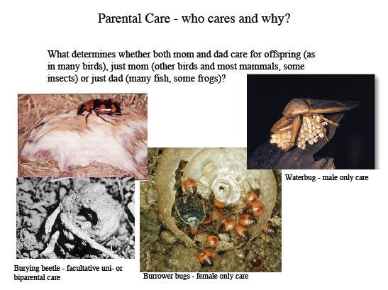 Γονική φροντίδα who cares and why?