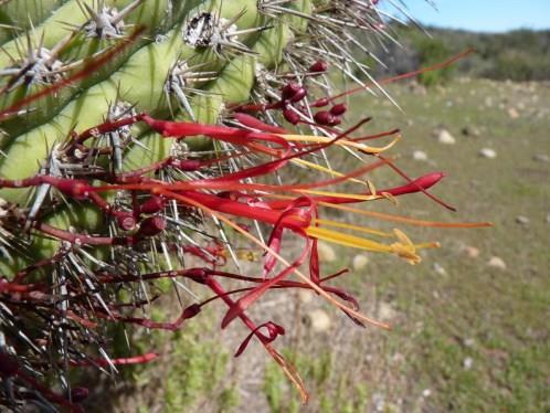 Συνεξέλιξη στην έρημο Το παράσιτο Tristerix aphyllus ζει πάνω στους κάκτους της ερήμου στη Χιλή Για να αποφύγουν τον παρασιτισμό, οι κάκτοι αναπτύσσουν