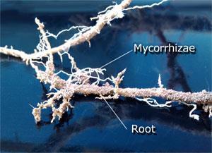 και τη χημεία του εδάφους Οι μύκητες αποικούν τα ριζικά κύτταρα
