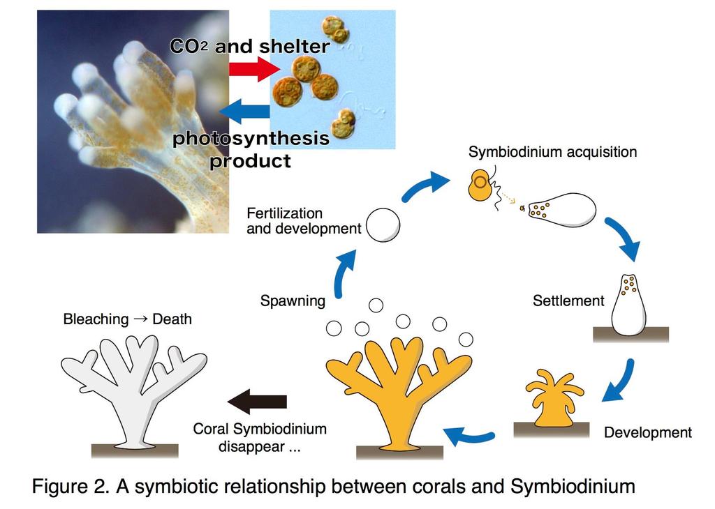 Συμβίωση κοραλλιών και φυκιών Symbiodinium Εδώ και 200 εκ.