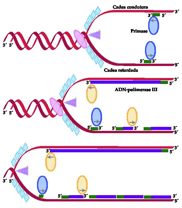 replicación ELONGIÓN O primase (RN-polimerase DNdependente) cataliza a síntese de cebadores de RN (primer) sobre a cadea condutora e sobre a cadea retardada.