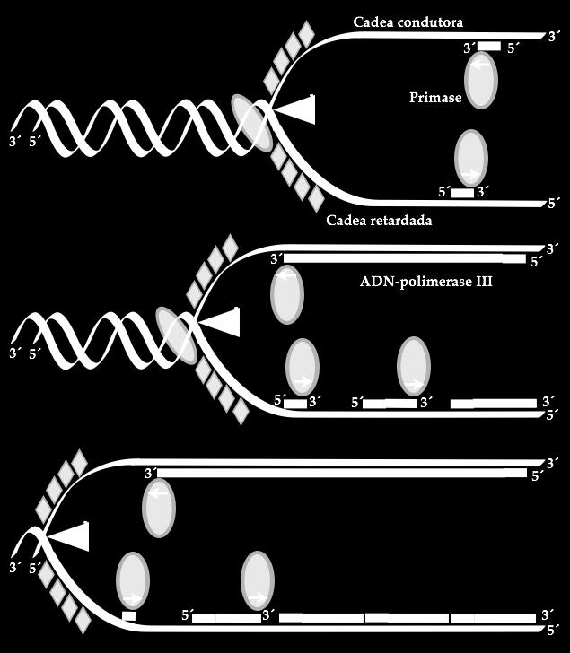 DN-polimerase III lé a cadea molde en dirección 3 5 mentres que constrúe a nova cadea en dirección 5 3 O enzima DN-polimerase III comeza a síntese da fibra filla de DN a continuación do cebador de RN.