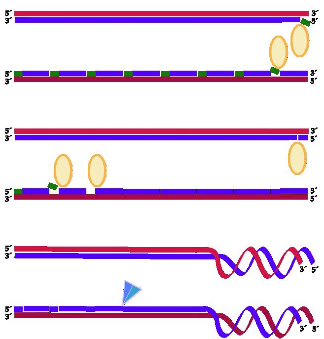 replicación TERMINIÓN O enzima DN-polimerase I elimina as moléculas de RN cebador de ambas cadeas fillas (actuando