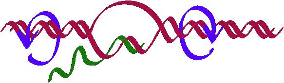 3 5 RN primario 5 3 5 3 ELONGIÓN O RN-polimerase comeza a síntese de RN