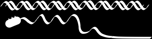 Finalmente despréndese. 3 -OH MDURIÓN DO RNm Formación de bucles, que se corresponden coas secuencias de intróns.