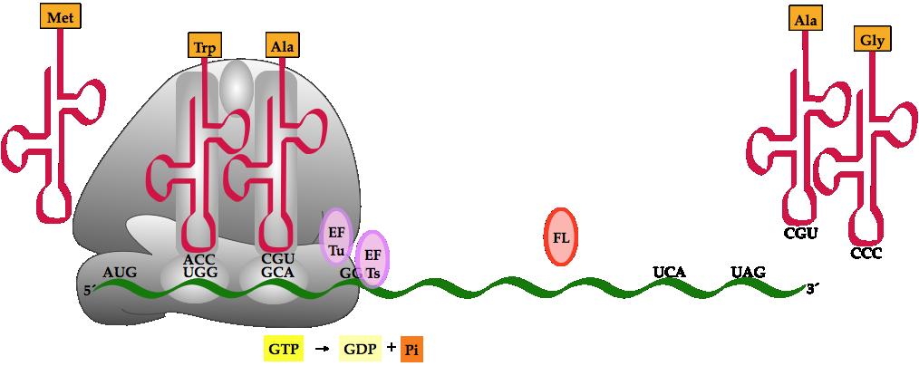 Tradución Fase de elongación 5. O ribosoma desprázase en sentido 5 3 pola cadea de RNm (traslocación). O aminocilrnt de inicio despréndese nun 50% das proteínas tanto procariotas como eucariotas.