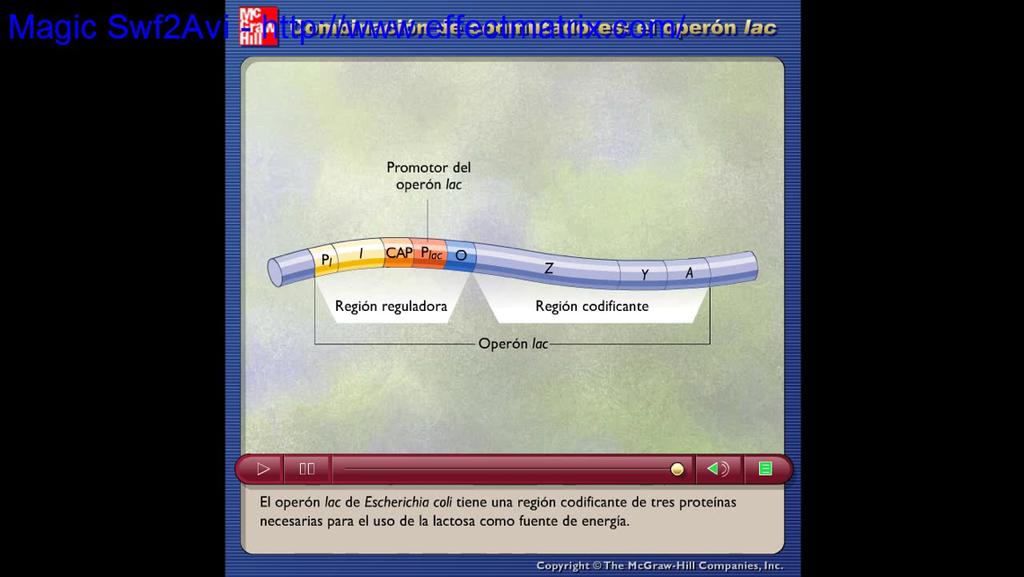 Operon L