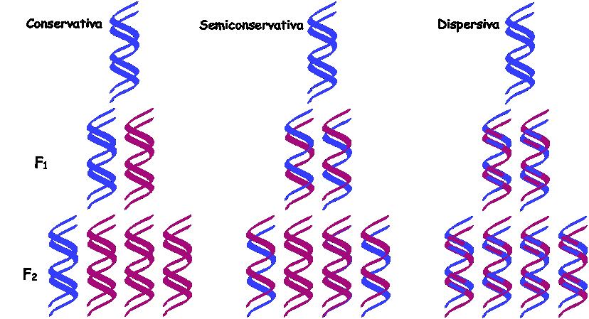 replicación replicación do DN é o proceso de copiado dunha molécula para