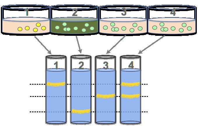 replicación EXPERIMENTO DE MESELSON E STHL En 1958 Meselson e Stahl demostraron a hipótese semiconservativa da replicación do DN. Fixéronse catro cultivos de Escherichia coli. 1. Bacterias normais en medio nutritivo normal.