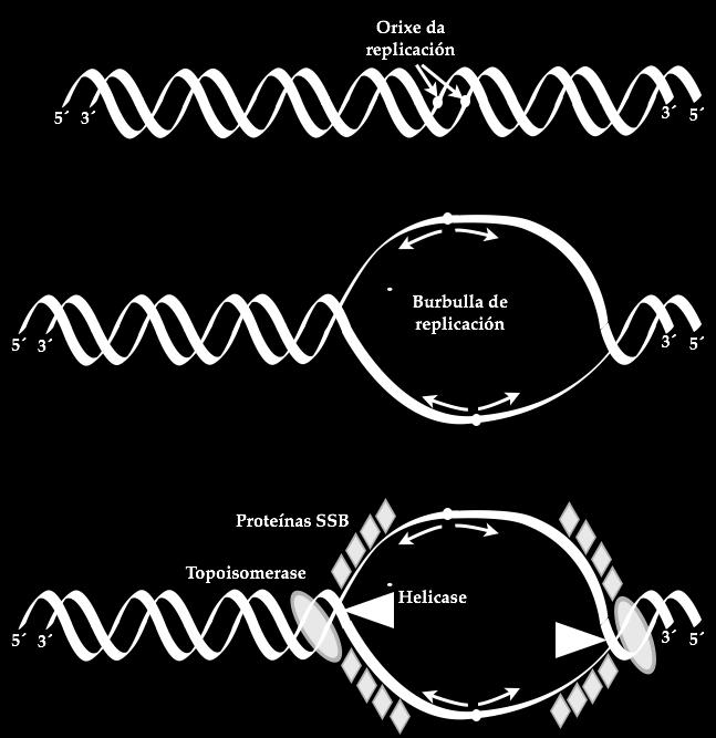 Fórmase unha burbulla de replicación debido ao avance de dúas gallas de replicación en sentidos opostos.