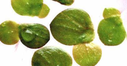 Lemna