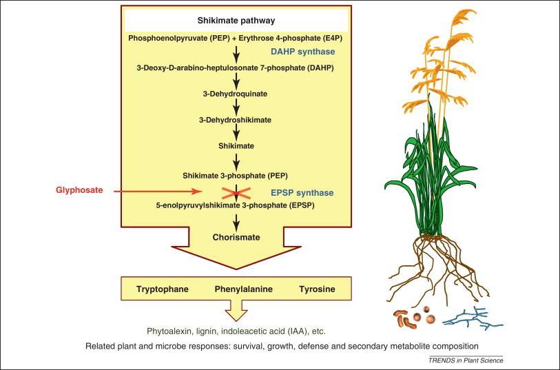 2.3 Παρεμποδιστές της βιοσύνθεσης αρωματικών αμινοξέων - ένζυμο EPSPS (glyphosate, sulfosate) To glyphosate [N-(phosphonomethyl) glycine] είναι διασυστηματικό ζιζανιοκτόνο φυλλώματος με μεγάλο φάσμα