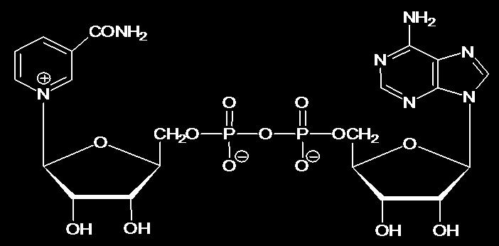 A. ikotinamidski nukleotidi IKTIAMIDSKI UKLETIDI su koenzimi nikotinamidadenin-dinukleotid (AD + /AD) i nikotinamidadenin-dinukleotid-fosfat (ADP + /ADP), koji prenose vodonik ( 2 ), odnosno