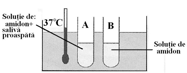 19. Penru obţinerea oxidului de carbon(iv) în laboraor se foloseşe aparaul Kipp, în reacorul căruia marmora (carbona de calciu) ineracţionează cu soluţia de acid clorhidric.