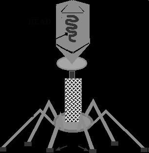 (poxviruses) δεν έχουν ξεκάθαρα καψίδια αλλά στρώματα που περιβάλουν το