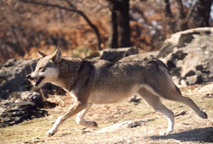 Στις περιοχές αυτές, ο λύκος επιβιώνει σε πολλές μικρές και απομονωμένες μεταξύ τους ομάδες, με εντονότερη παρουσία σε σημεία, όπου υπάρχει νομαδική κτηνοτροφία ή όπου υφίστανται ακόμη μεγάλα ορεινά