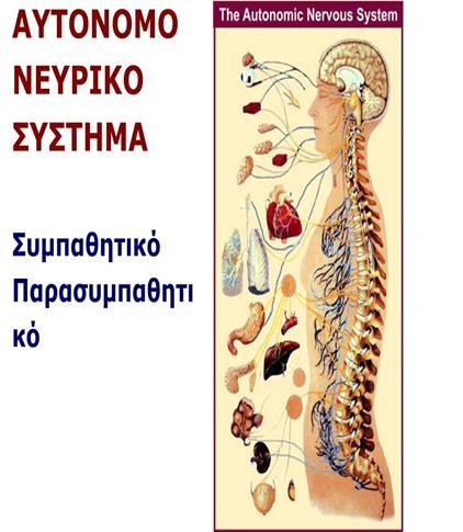 έναντι του προσυναπτικού διαύλου Ca+2 τύπου P/Q (VGCC) 40% αυξηµένα επίπεδα