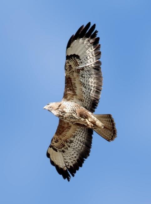 ΓΕΡΑΚΙΝΑ (Buteo buteo) Κατηγορία Είναι άγριο. Είναι πτηνό. Αρπακτικό μεσαίου μεγέθους. Τα χρώματά της ποικίλουν από το άσπρο έως και το μαύρο μαζί με όλους τους ενδιάμεσους συνδυασμούς.