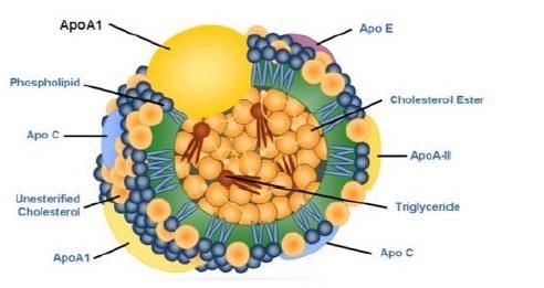 1.5 Υψηλής πυκνότητας λιποπρωτεΐνες (HDL) Οι υψηλής πυκνότητας λιποπρωτεΐνες έχουν μέγεθος 8-10 nm και πυκνότητα 1,063-0,21 g/ml. Το σχήμα τους μπορεί να είναι είτε σφαιρικό είτε δισκοειδές.