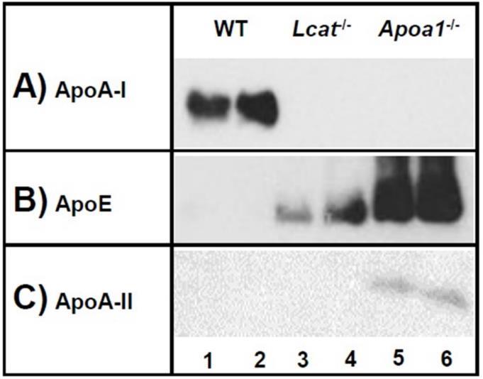 15. Η έλλειψη της LCAT ενισχύει την επαγόμενη από τον LPS φλεγμονώδη απόκριση in vivo και in vitro 15.