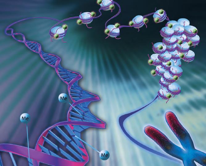 Επιγενετική-Μεθυλίωση του DNA Σοφία Μαστοράκη, MSc Clinical Chemistry PhD student