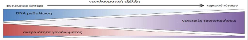 Μεθυλίωση DNA και καρκίνος Αποδείχτηκε για πρώτη φορά το 1983, από τους Feinberg και Vogelstein.