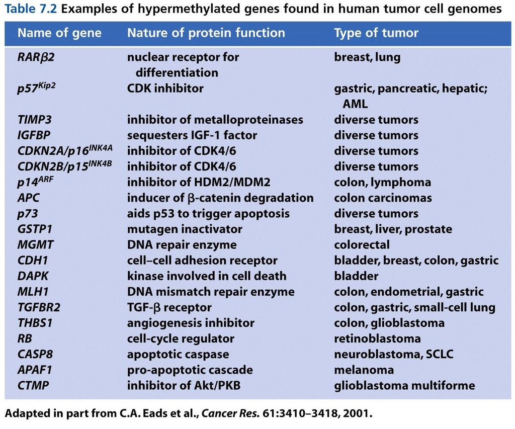 The Biology of Cancer