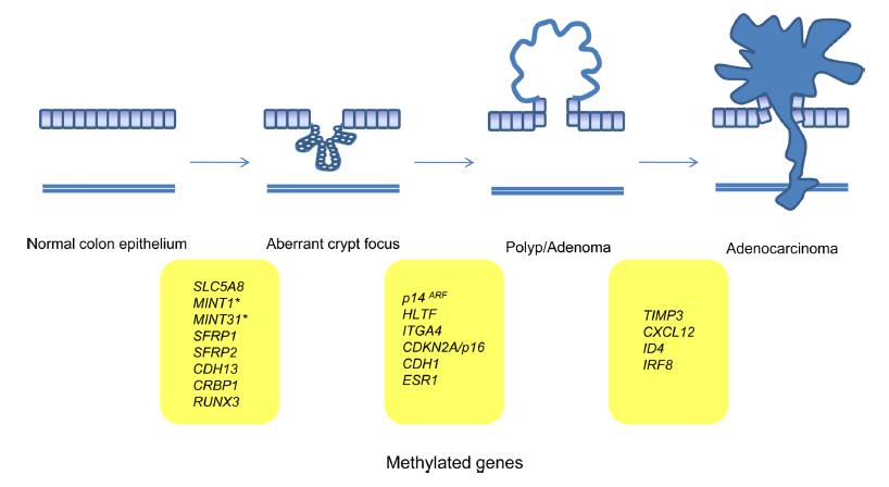 CpG island methylator phenotype (CIMP) Παρατηρήθηκε και μελετήθηκε για