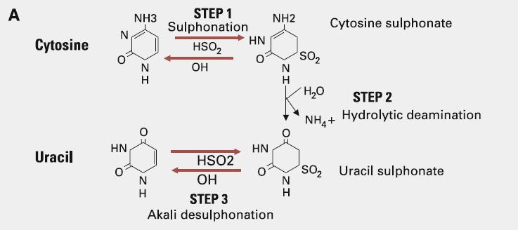 DNA sodium
