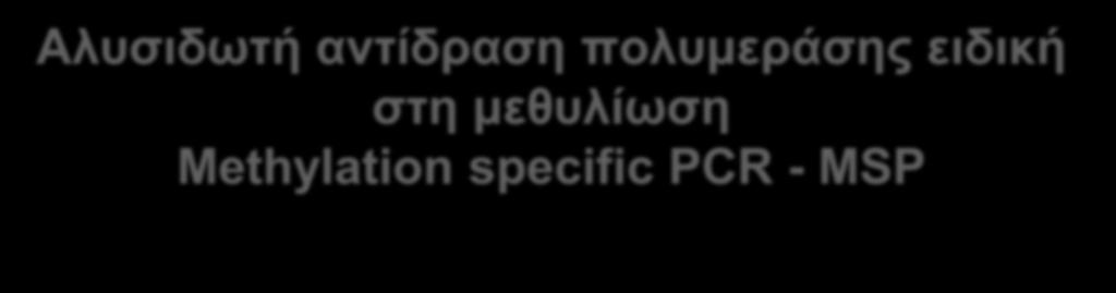 Αλυσιδωτή αντίδραση πολυμεράσης ειδική στη μεθυλίωση Methylation specific PCR - MSP Μέθοδος αναφοράς (+) ευαίσθητη και ειδική για