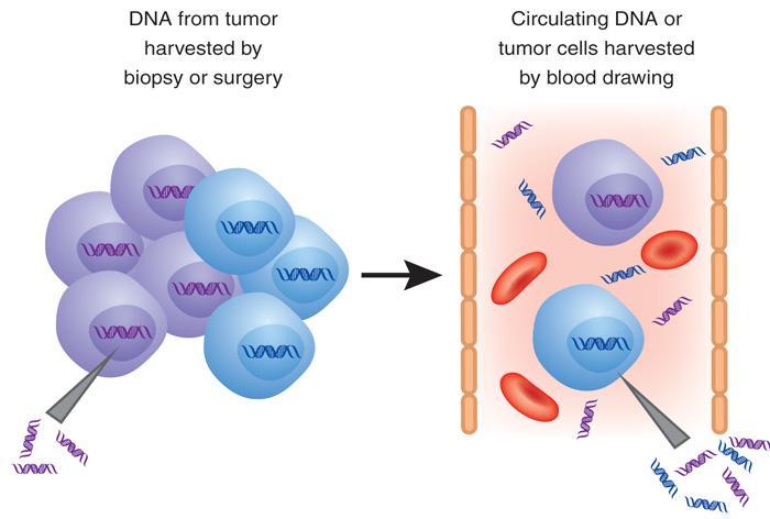 Tissue biopsy VS Liquid biopsy Εξαιτίας της ετερογένειας του όγκου, τμήμα βιοψίας καρκινικού ιστού μπορεί να περιέχει κύτταρα που δεν είναι αντιπροσωπευτικά του συνόλου του