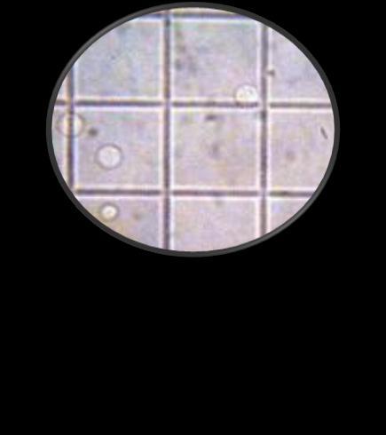 count CTCs isolation CellFreeDNA
