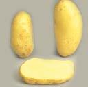Πατάτα Potatoe SPUNTA Ωρίμανση: Μεσοπρώιμη (110-120 ημερών) Βλάστηση: Πολύ εύρωστη Σχήμα κονδύλου: