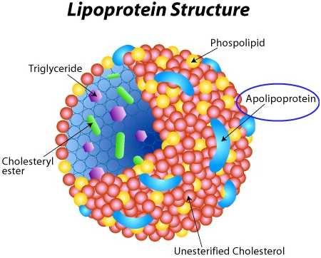 Από-λιποπρωτεΐνες, ρόλοι τους Σταθεροποίηση του λίπους καθώς αυτό κυκλοφορεί στο υδατικό περιβάλλον.